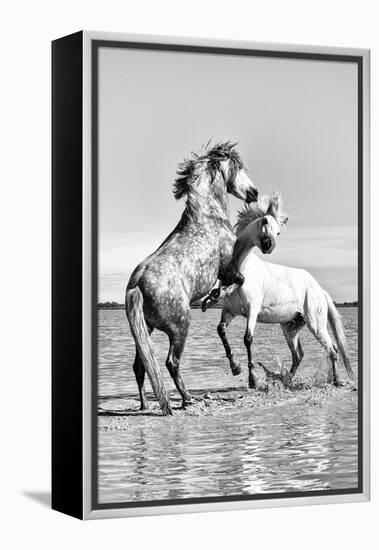 White Horses of Camargue Fighting in the Water, Camargue, France-Nadia Isakova-Framed Premier Image Canvas