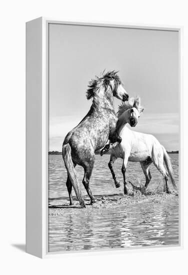White Horses of Camargue Fighting in the Water, Camargue, France-Nadia Isakova-Framed Premier Image Canvas