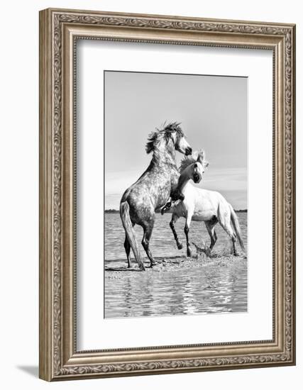 White Horses of Camargue Fighting in the Water, Camargue, France-Nadia Isakova-Framed Photographic Print