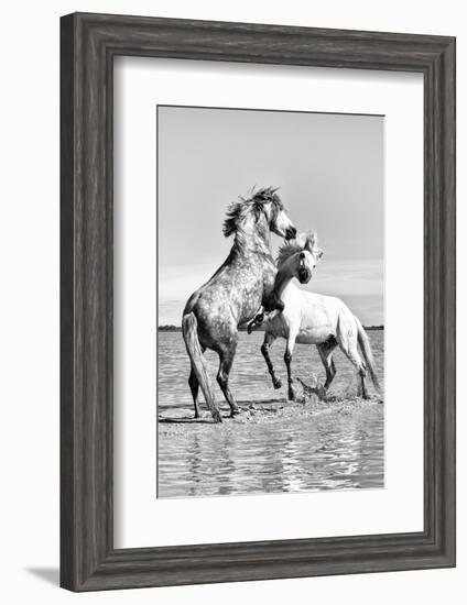 White Horses of Camargue Fighting in the Water, Camargue, France-Nadia Isakova-Framed Photographic Print