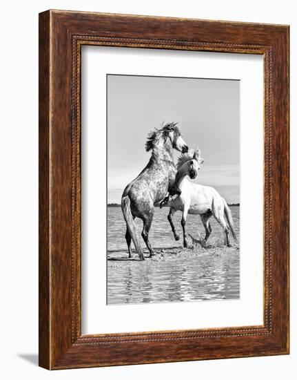 White Horses of Camargue Fighting in the Water, Camargue, France-Nadia Isakova-Framed Photographic Print