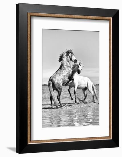 White Horses of Camargue Fighting in the Water, Camargue, France-Nadia Isakova-Framed Photographic Print