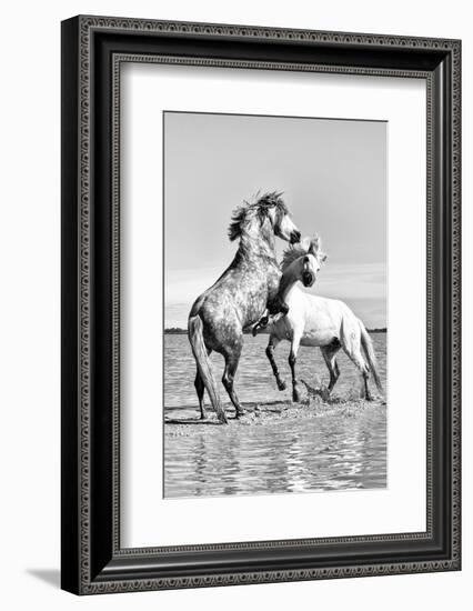 White Horses of Camargue Fighting in the Water, Camargue, France-Nadia Isakova-Framed Photographic Print