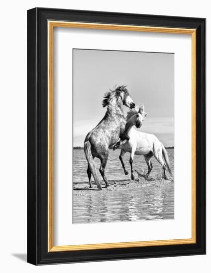 White Horses of Camargue Fighting in the Water, Camargue, France-Nadia Isakova-Framed Photographic Print