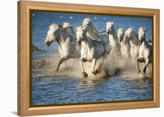 White Horses of Camargue, France, Running in Blue Mediterranean Water-Sheila Haddad-Framed Premier Image Canvas