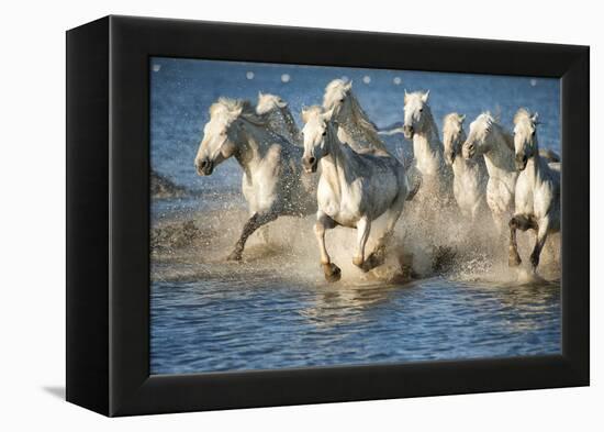 White Horses of Camargue, France, Running in Blue Mediterranean Water-Sheila Haddad-Framed Premier Image Canvas