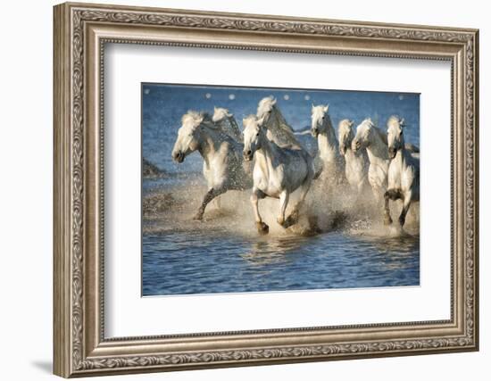 White Horses of Camargue, France, Running in Blue Mediterranean Water-Sheila Haddad-Framed Photographic Print