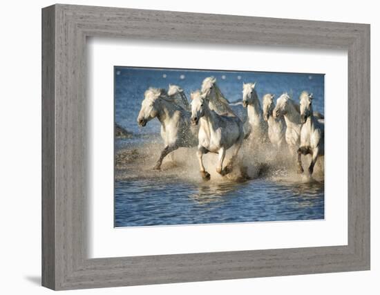White Horses of Camargue, France, Running in Blue Mediterranean Water-Sheila Haddad-Framed Photographic Print