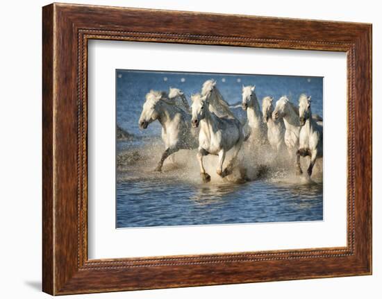 White Horses of Camargue, France, Running in Blue Mediterranean Water-Sheila Haddad-Framed Photographic Print