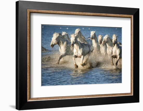 White Horses of Camargue, France, Running in Blue Mediterranean Water-Sheila Haddad-Framed Photographic Print