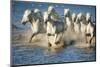 White Horses of Camargue, France, Running in Blue Mediterranean Water-Sheila Haddad-Mounted Photographic Print