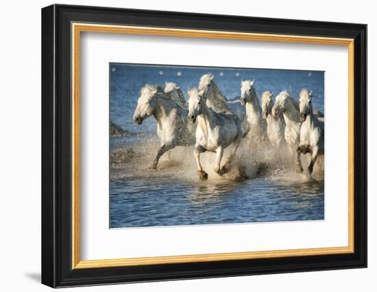 White Horses of Camargue, France, Running in Blue Mediterranean Water-Sheila Haddad-Framed Photographic Print