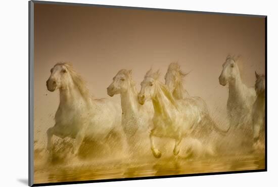 White Horses of Camargue, France Running in Mediterranean Water-Sheila Haddad-Mounted Photographic Print