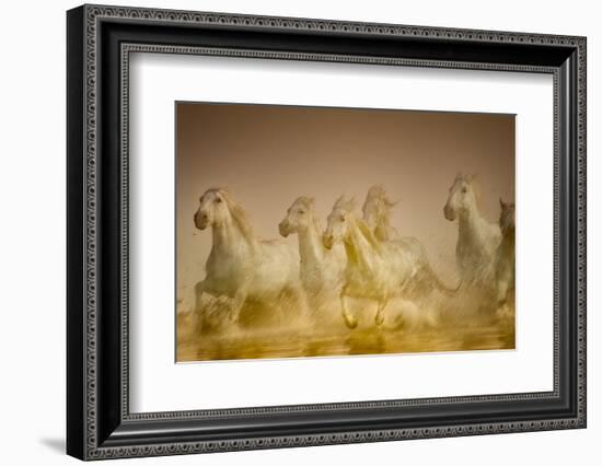 White Horses of Camargue, France Running in Mediterranean Water-Sheila Haddad-Framed Photographic Print