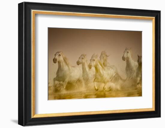 White Horses of Camargue, France Running in Mediterranean Water-Sheila Haddad-Framed Photographic Print