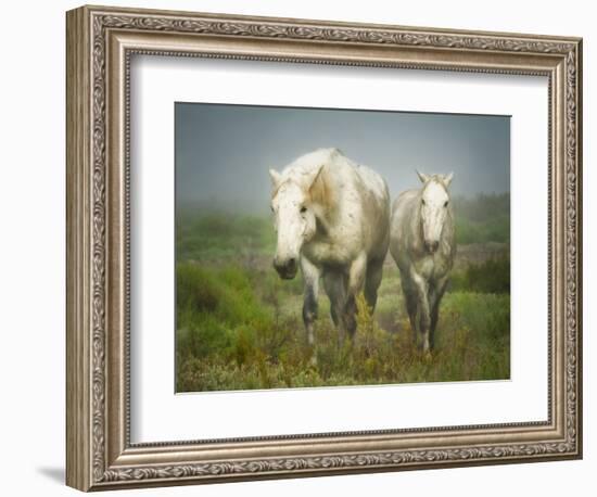 White Horses of Camargue in Field, Painterly Look-Sheila Haddad-Framed Photographic Print