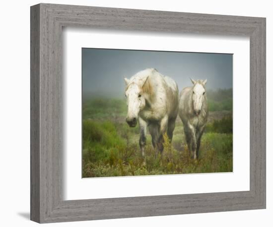 White Horses of Camargue in Field, Painterly Look-Sheila Haddad-Framed Photographic Print