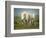 White Horses of Camargue in Field, Painterly Look-Sheila Haddad-Framed Photographic Print