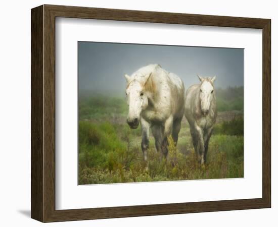 White Horses of Camargue in Field, Painterly Look-Sheila Haddad-Framed Photographic Print