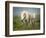 White Horses of Camargue in Field, Painterly Look-Sheila Haddad-Framed Photographic Print