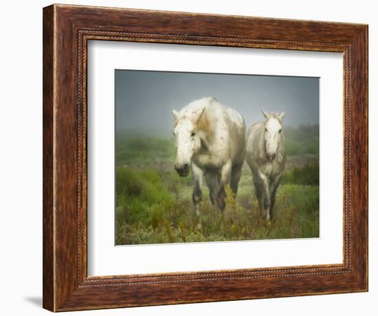 White Horses of Camargue in Field, Painterly Look-Sheila Haddad-Framed Photographic Print