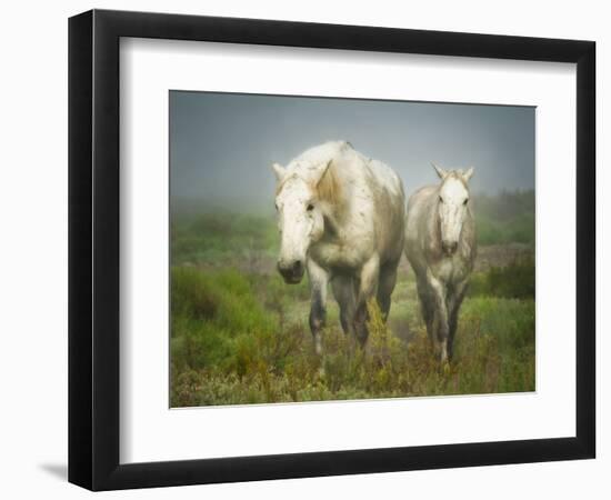 White Horses of Camargue in Field, Painterly Look-Sheila Haddad-Framed Photographic Print