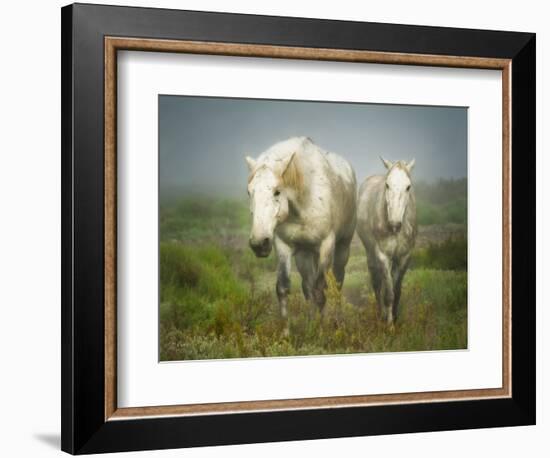 White Horses of Camargue in Field, Painterly Look-Sheila Haddad-Framed Photographic Print