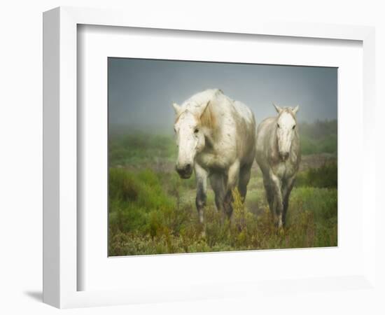 White Horses of Camargue in Field, Painterly Look-Sheila Haddad-Framed Photographic Print