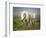 White Horses of Camargue in Field, Painterly Look-Sheila Haddad-Framed Photographic Print