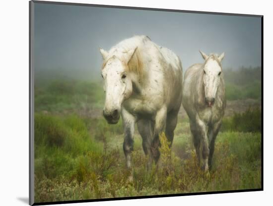 White Horses of Camargue in Field, Painterly Look-Sheila Haddad-Mounted Photographic Print