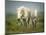 White Horses of Camargue in Field, Painterly Look-Sheila Haddad-Mounted Photographic Print