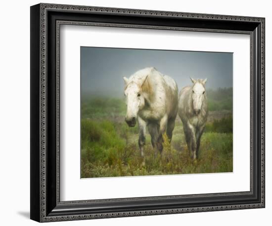 White Horses of Camargue in Field, Painterly Look-Sheila Haddad-Framed Photographic Print