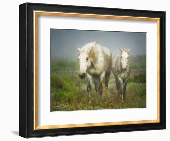 White Horses of Camargue in Field, Painterly Look-Sheila Haddad-Framed Photographic Print