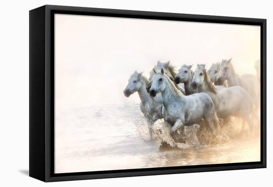 White Horses of Camargue Running in the Mediterranean Water at Sunrise-Sheila Haddad-Framed Premier Image Canvas