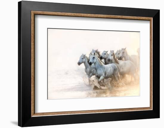 White Horses of Camargue Running in the Mediterranean Water at Sunrise-Sheila Haddad-Framed Photographic Print