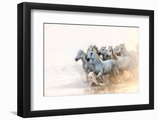 White Horses of Camargue Running in the Mediterranean Water at Sunrise-Sheila Haddad-Framed Photographic Print