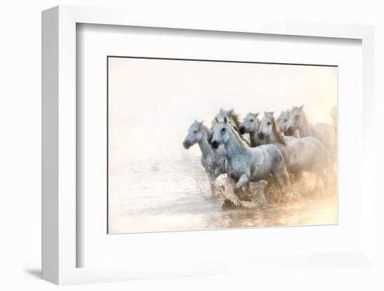 White Horses of Camargue Running in the Mediterranean Water at Sunrise-Sheila Haddad-Framed Photographic Print