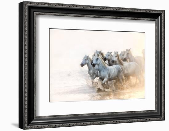 White Horses of Camargue Running in the Mediterranean Water at Sunrise-Sheila Haddad-Framed Photographic Print