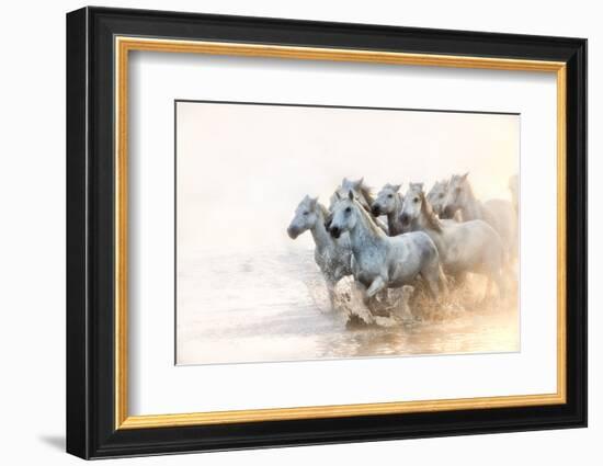 White Horses of Camargue Running in the Mediterranean Water at Sunrise-Sheila Haddad-Framed Photographic Print