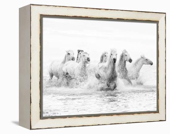 White Horses of Camargue Running Through the Water, Camargue, France-Nadia Isakova-Framed Premier Image Canvas