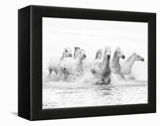 White Horses of Camargue Running Through the Water, Camargue, France-Nadia Isakova-Framed Premier Image Canvas