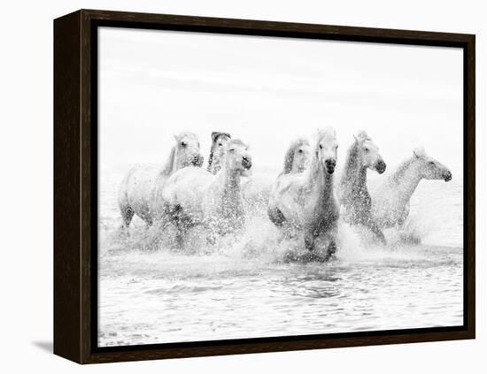 White Horses of Camargue Running Through the Water, Camargue, France-Nadia Isakova-Framed Premier Image Canvas