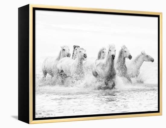 White Horses of Camargue Running Through the Water, Camargue, France-Nadia Isakova-Framed Premier Image Canvas