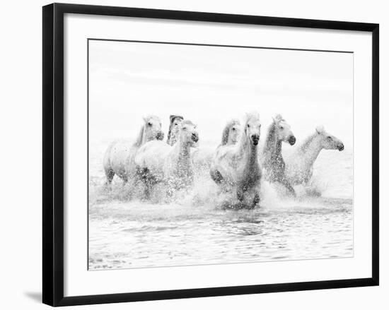 White Horses of Camargue Running Through the Water, Camargue, France-Nadia Isakova-Framed Premium Photographic Print