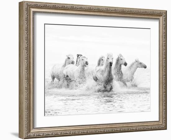 White Horses of Camargue Running Through the Water, Camargue, France-Nadia Isakova-Framed Photographic Print