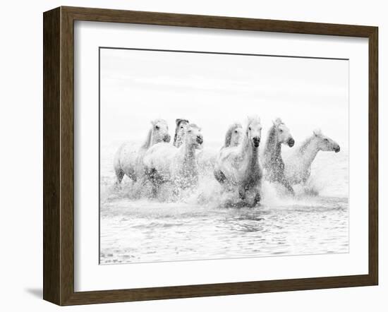 White Horses of Camargue Running Through the Water, Camargue, France-Nadia Isakova-Framed Photographic Print