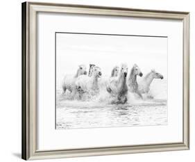 White Horses of Camargue Running Through the Water, Camargue, France-Nadia Isakova-Framed Photographic Print
