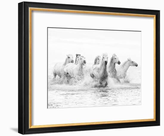 White Horses of Camargue Running Through the Water, Camargue, France-Nadia Isakova-Framed Photographic Print