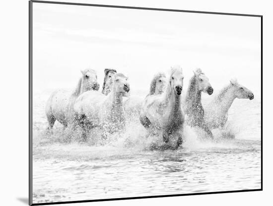 White Horses of Camargue Running Through the Water, Camargue, France-Nadia Isakova-Mounted Photographic Print