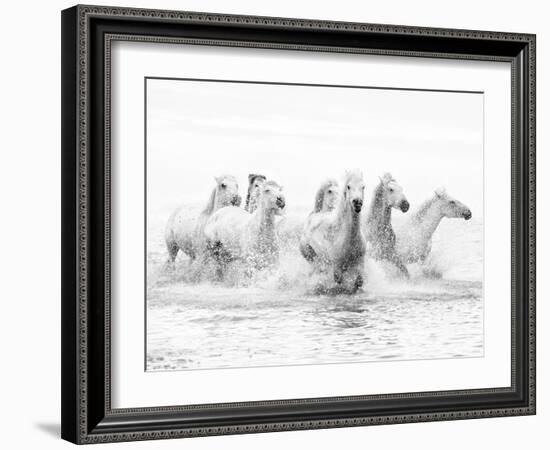 White Horses of Camargue Running Through the Water, Camargue, France-Nadia Isakova-Framed Photographic Print